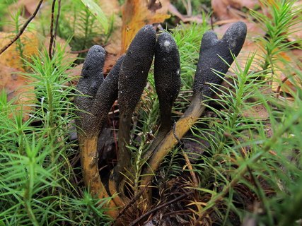 Tolypocladium ophioglossoides