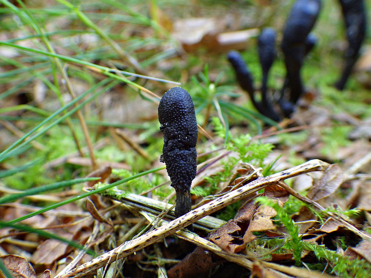 Tolypocladium ophioglossoides