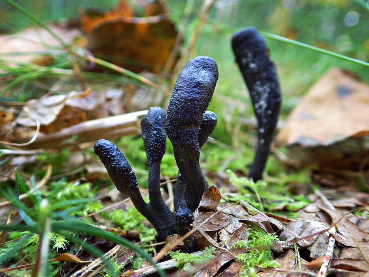 Tolypocladium ophioglossoides