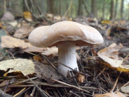 Cortinarius bivelus