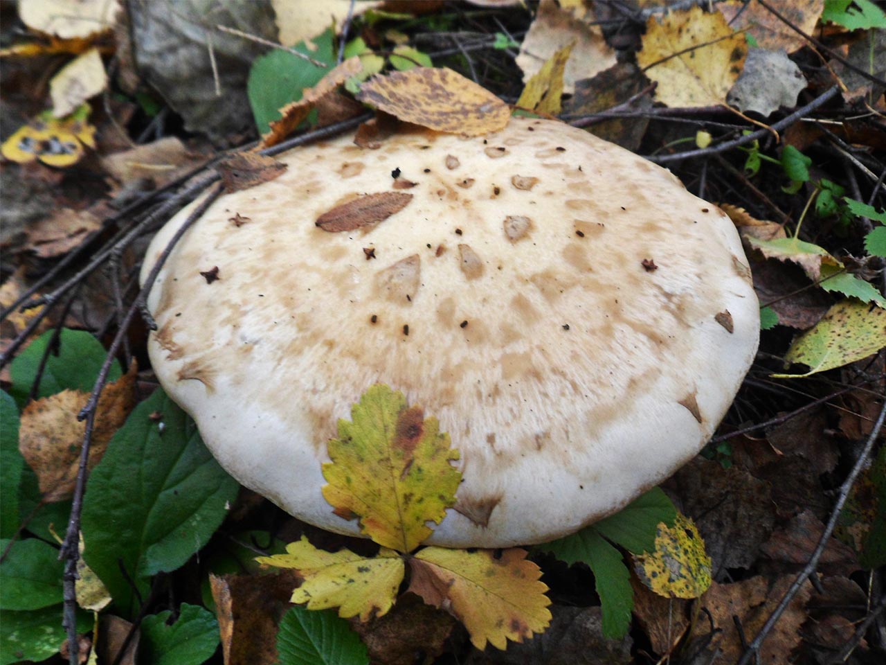 Hebeloma radicosum