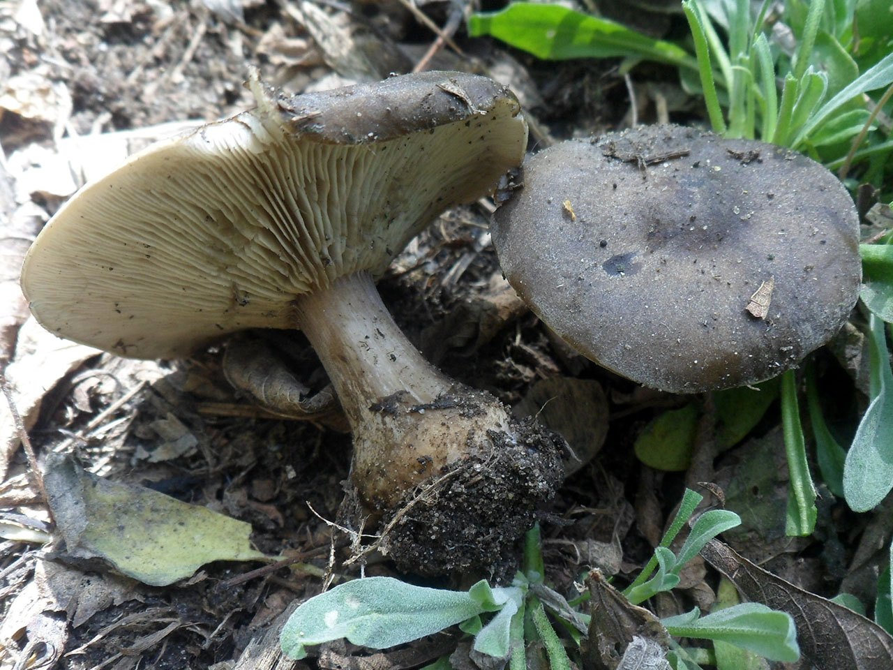 Melanoleuca brevipes