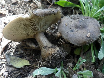 Melanoleuca brevipes