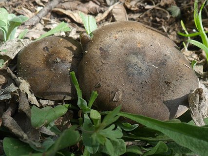 Melanoleuca brevipes