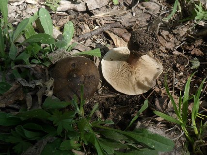 Melanoleuca brevipes