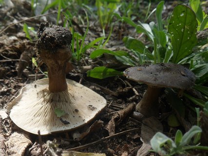 Melanoleuca brevipes