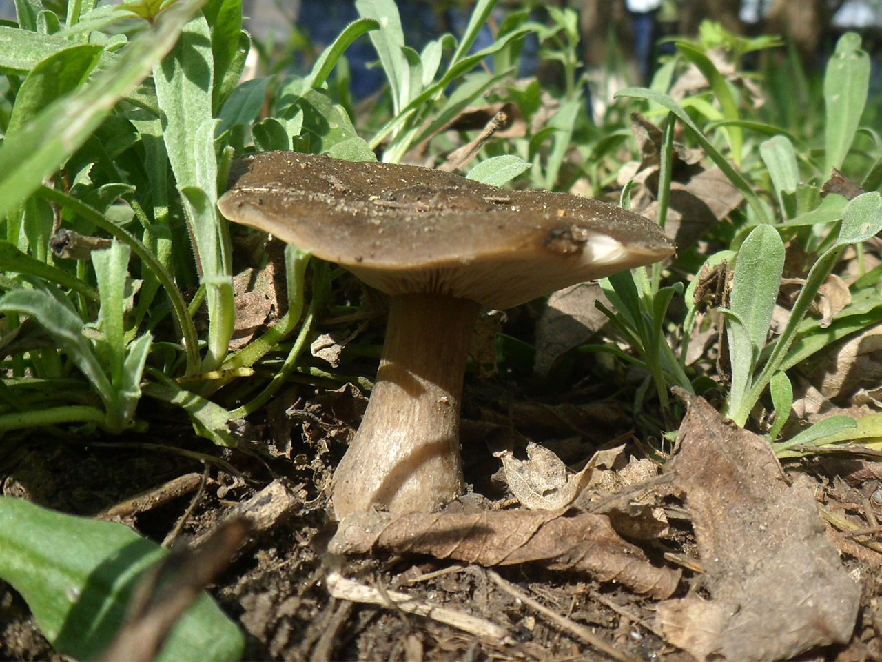 Melanoleuca brevipes
