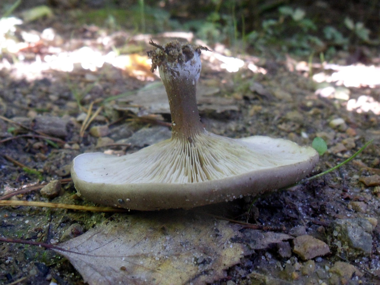 Melanoleuca brevipes