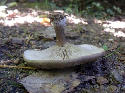 Melanoleuca brevipes