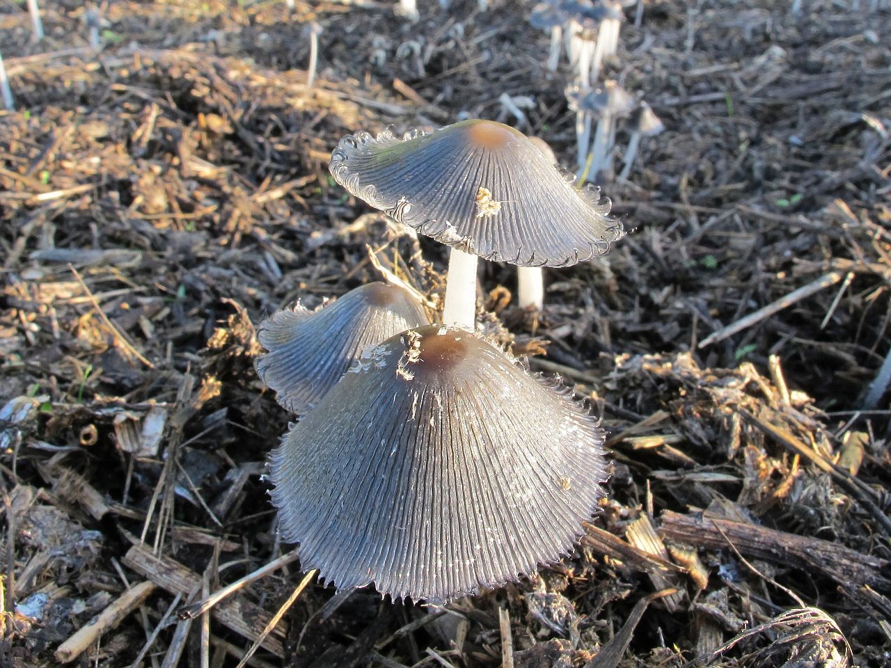 Coprinopsis cinerea
