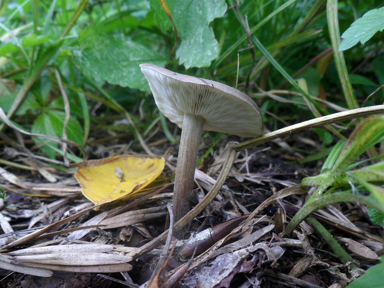 Melanoleuca grammopodia