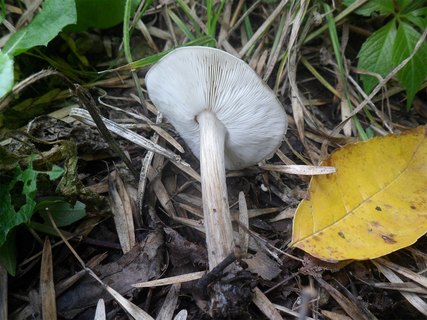 Melanoleuca grammopodia