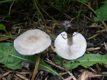 Melanoleuca grammopodia