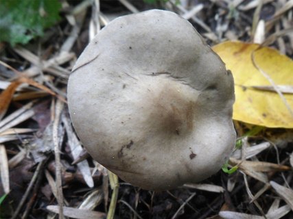 Melanoleuca grammopodia