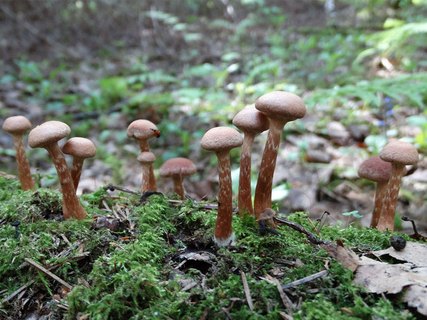 Tubaria confragosa