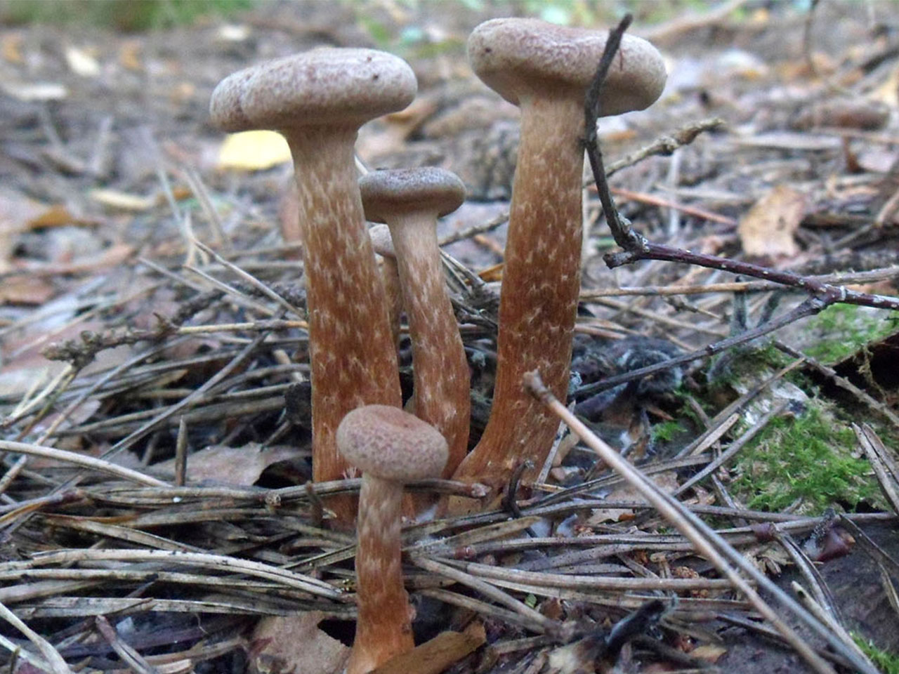 Tubaria confragosa
