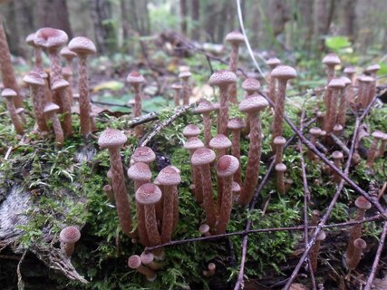 Tubaria confragosa