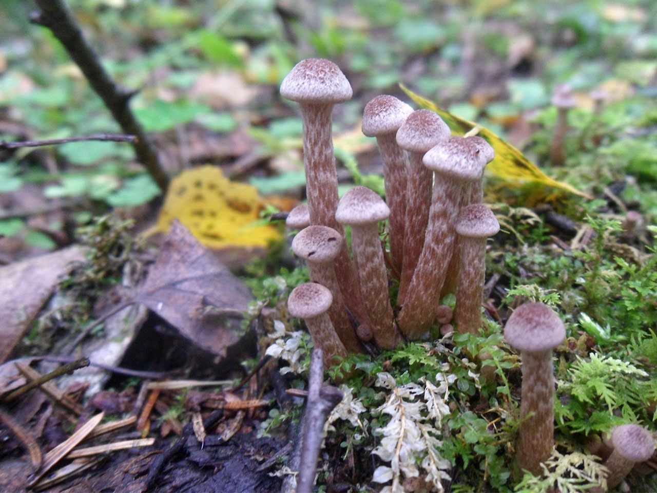 Tubaria confragosa