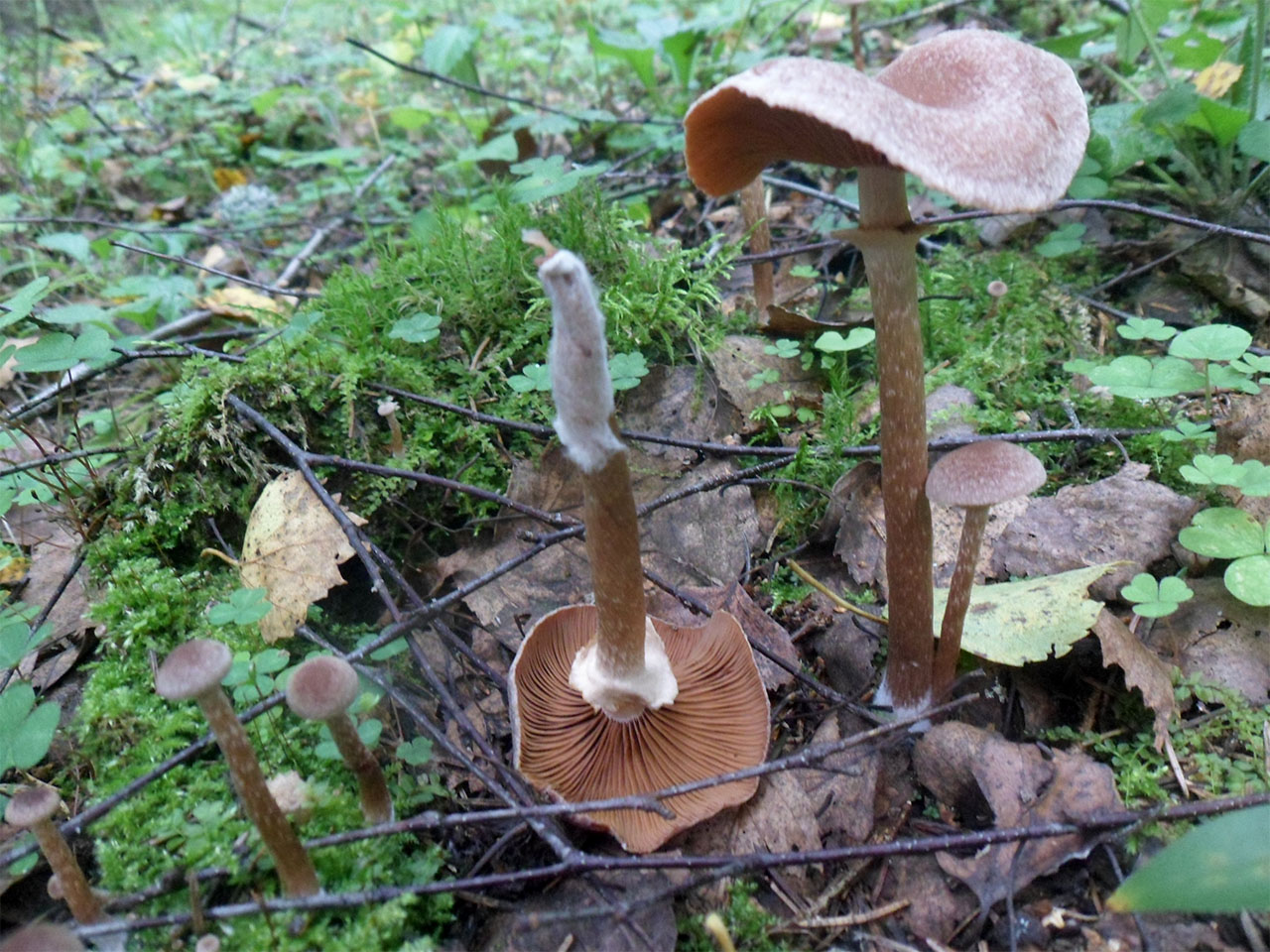 Tubaria confragosa