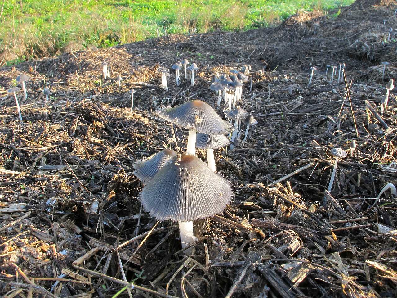 Coprinopsis cinerea