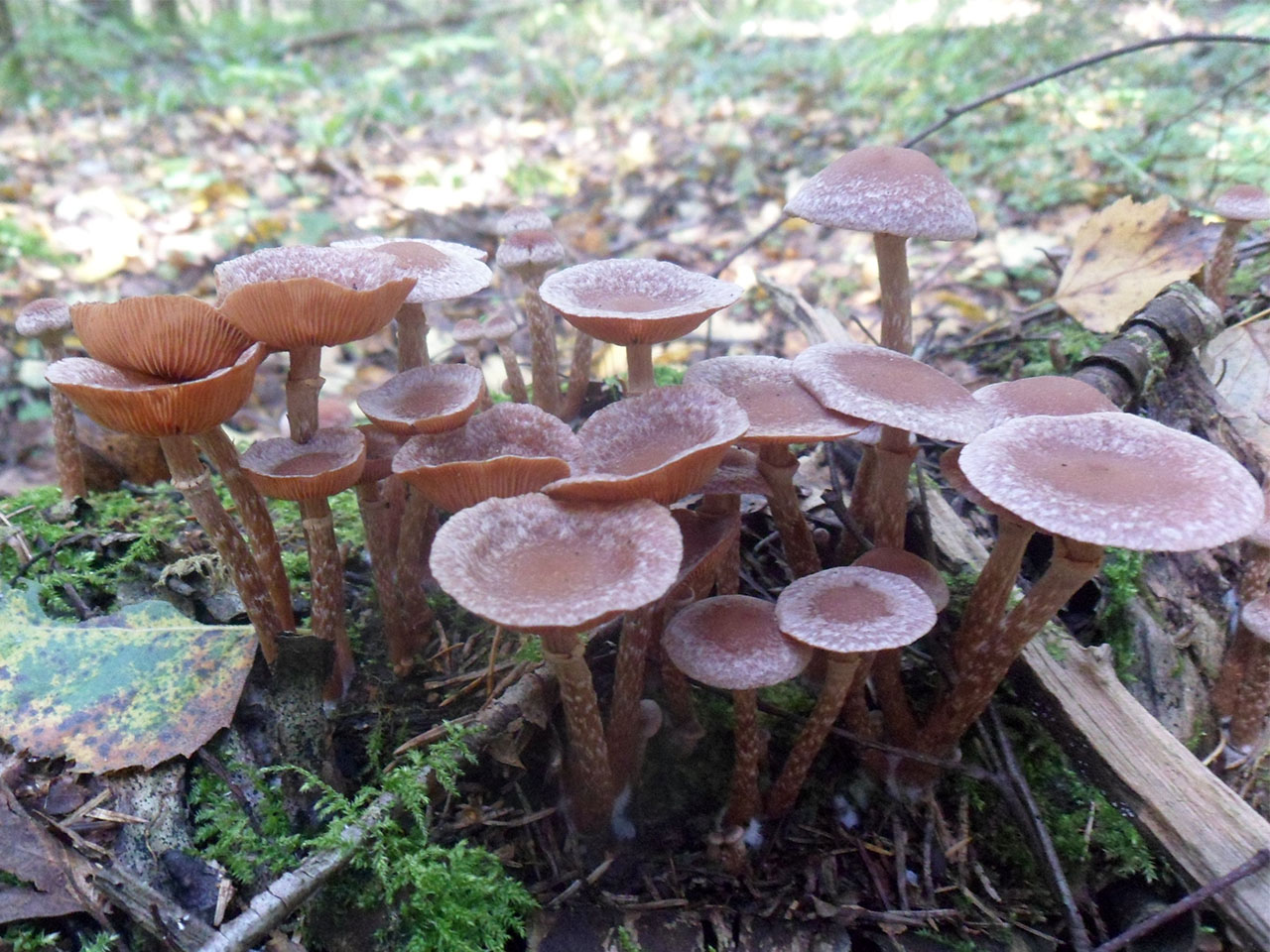 Tubaria confragosa