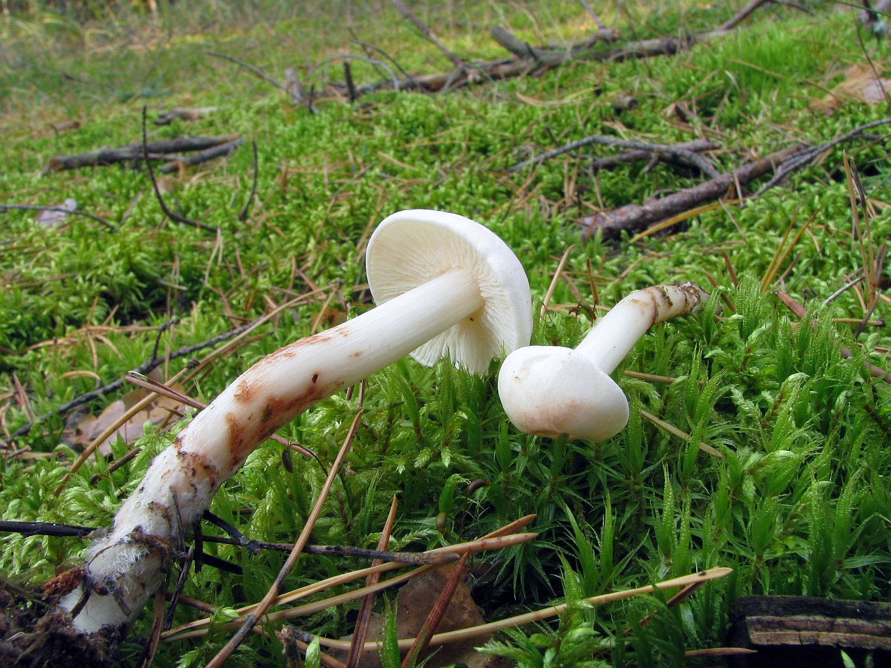 Rhodocollybia maculata