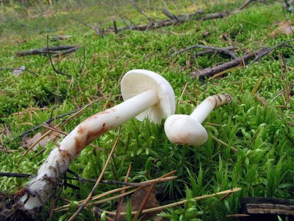 Rhodocollybia maculata