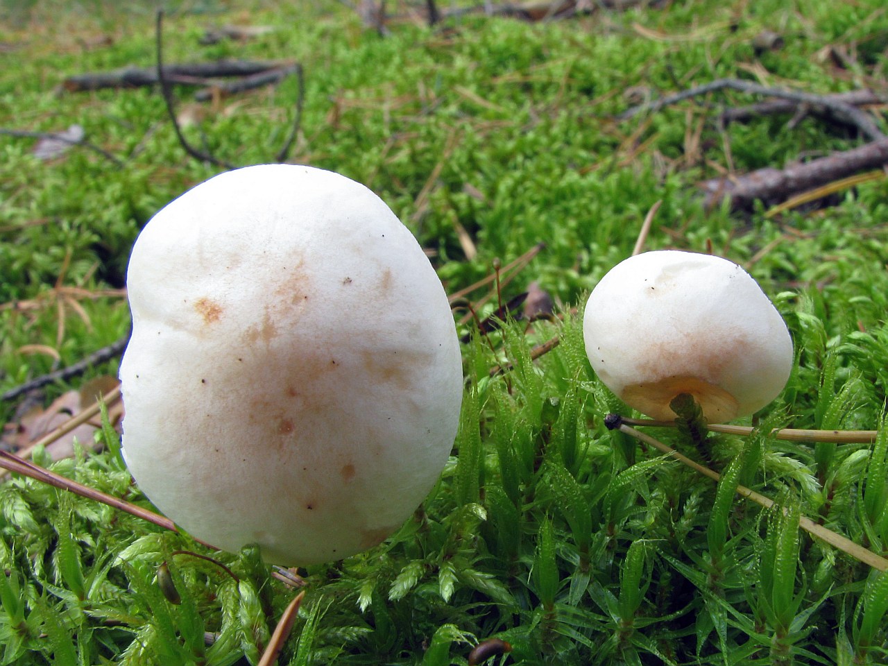 Rhodocollybia maculata