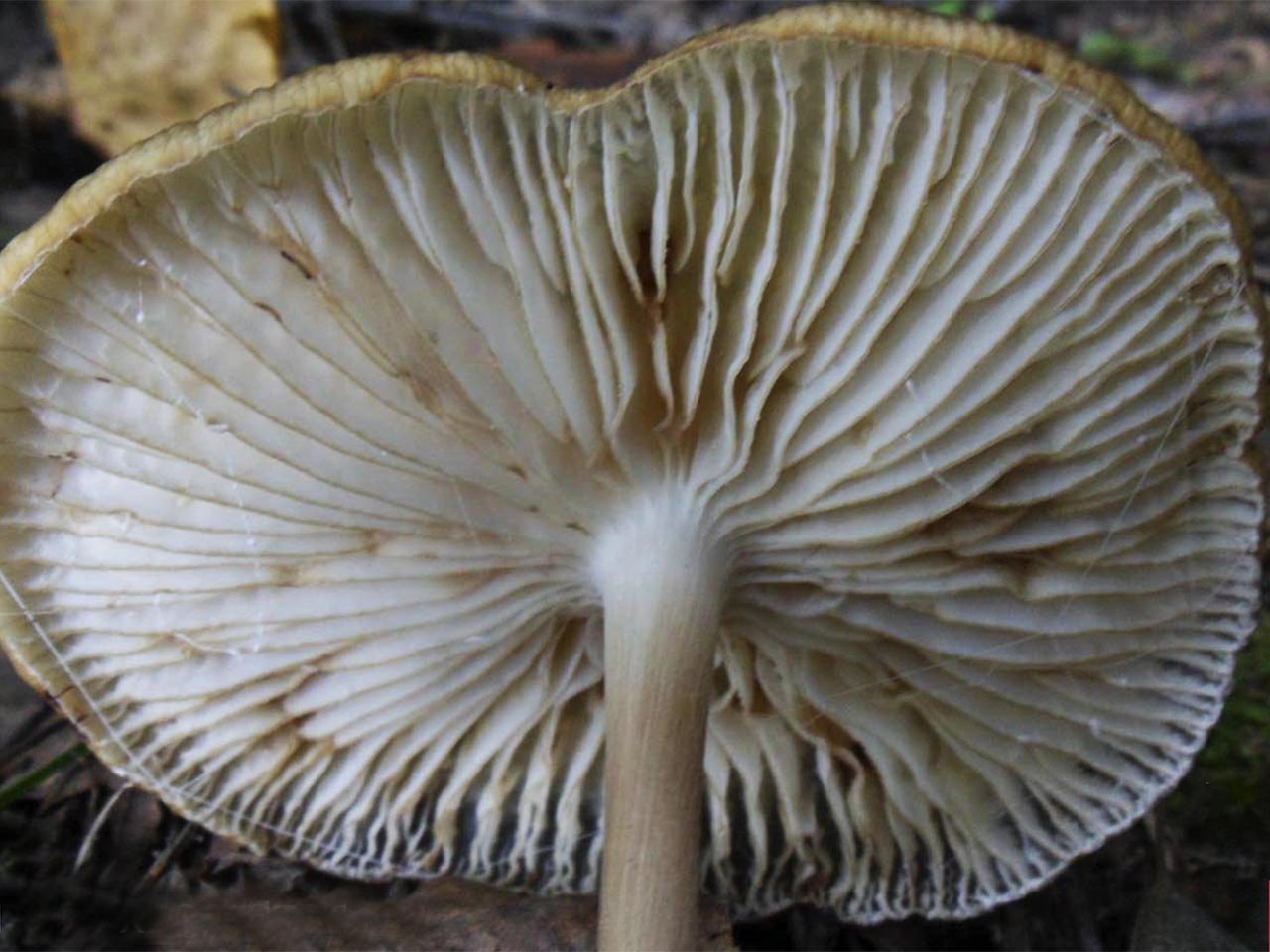 Hymenopellis