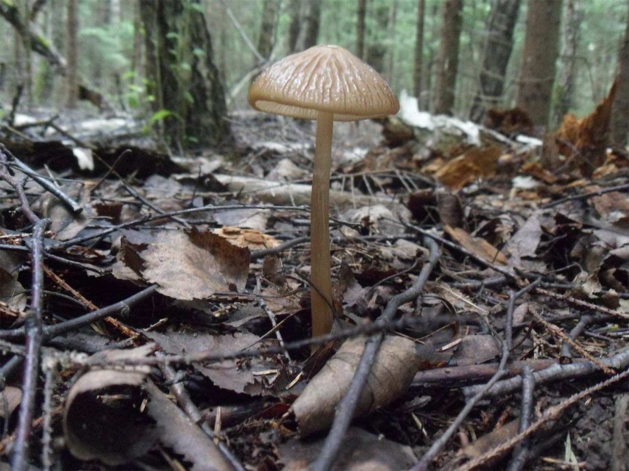 Hymenopellis radicata