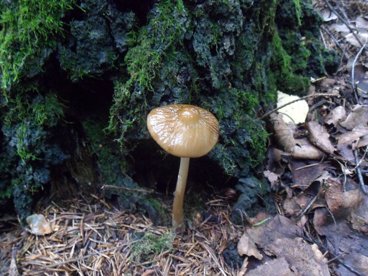 Hymenopellis radicata