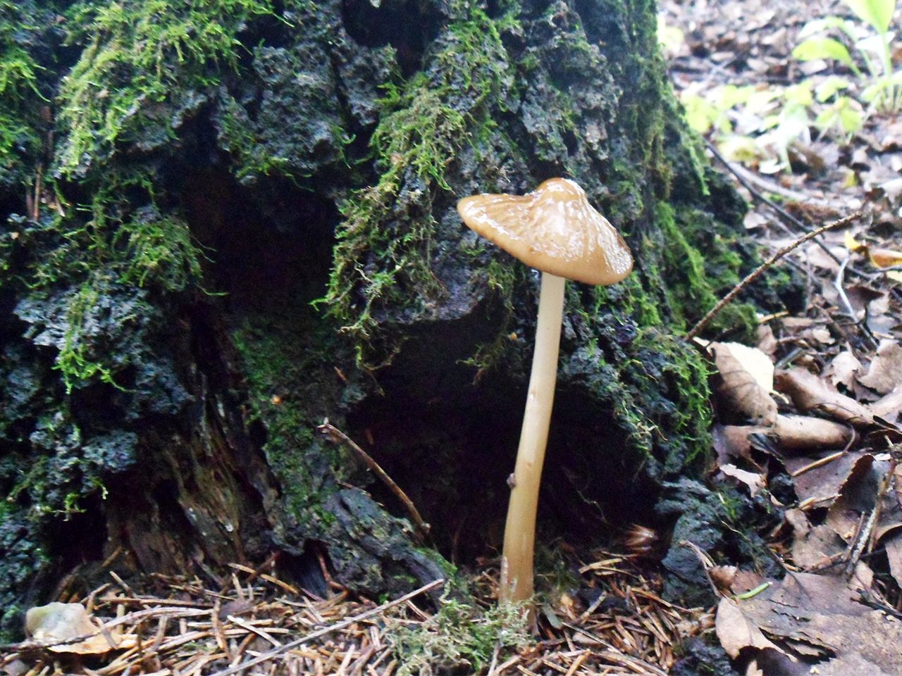 Hymenopellis radicata