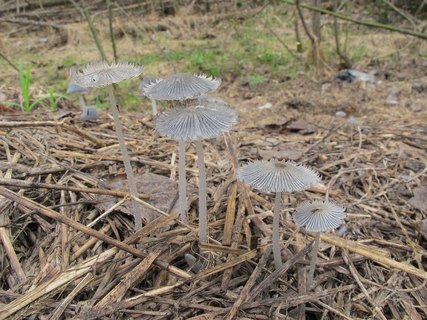 Coprinopsis cinerea