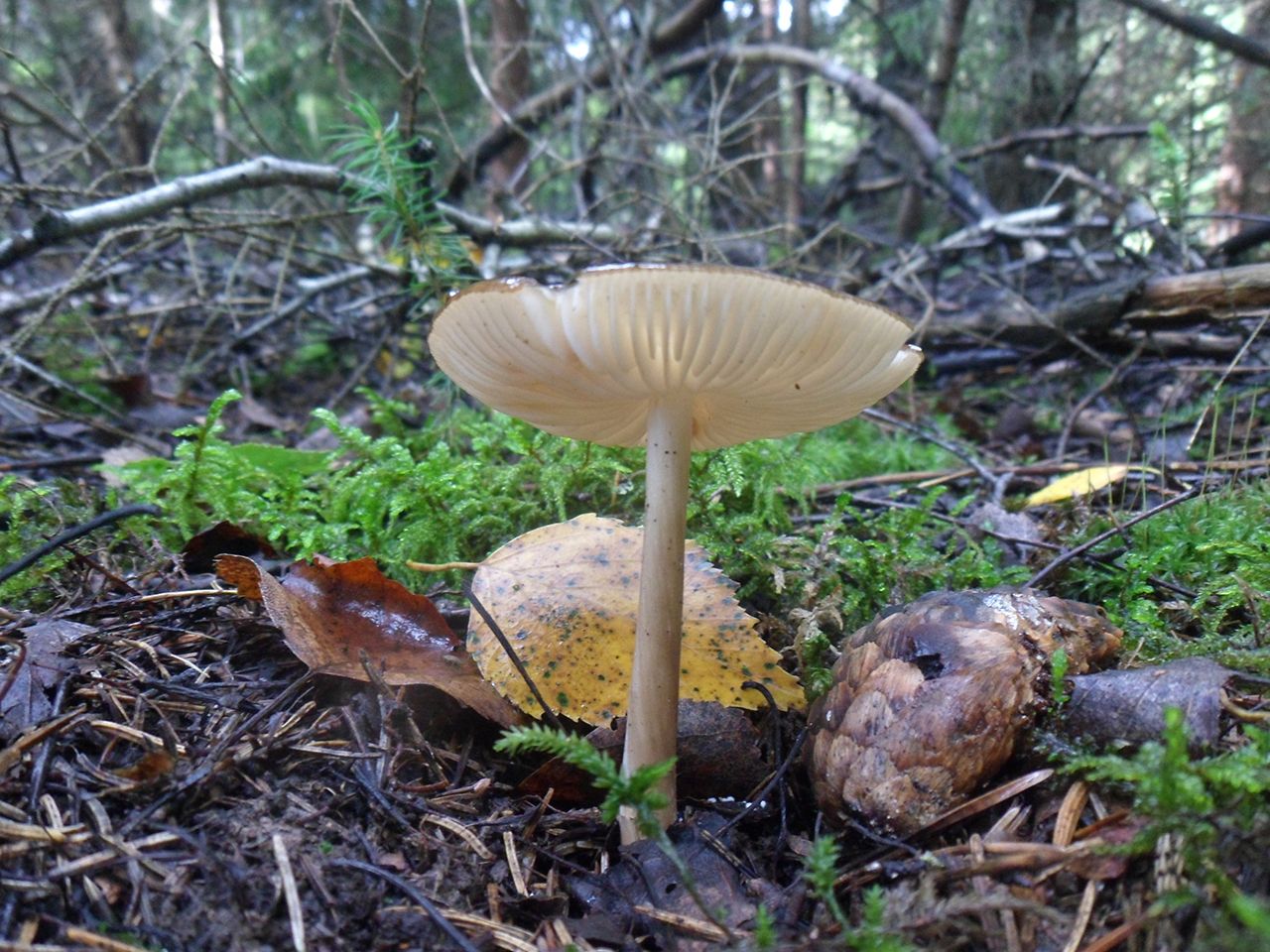 Hymenopellis radicata