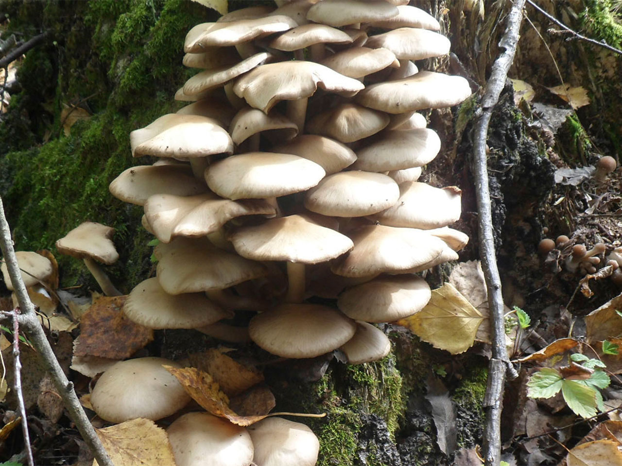 Gymnopus confluens