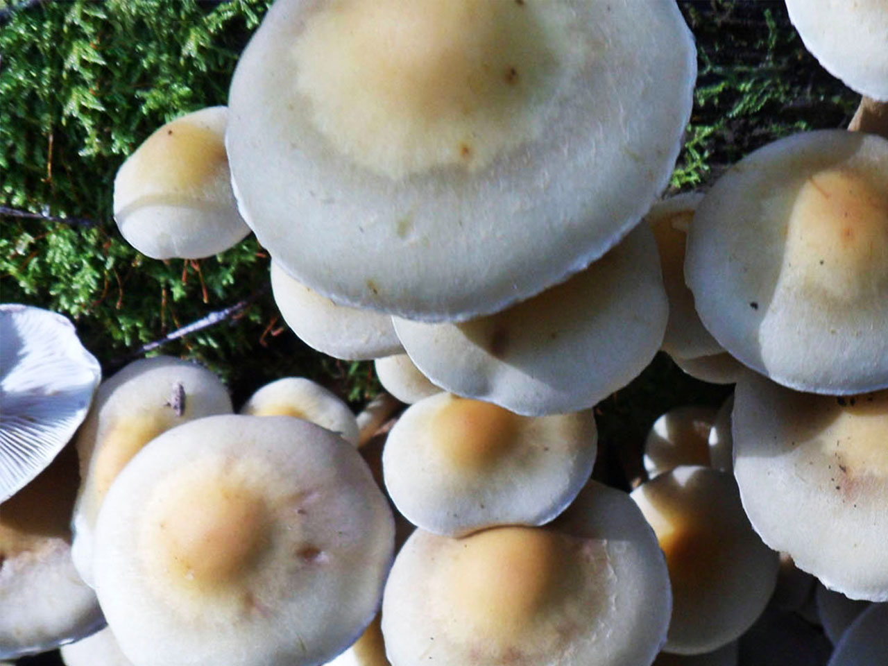 Gymnopus confluens