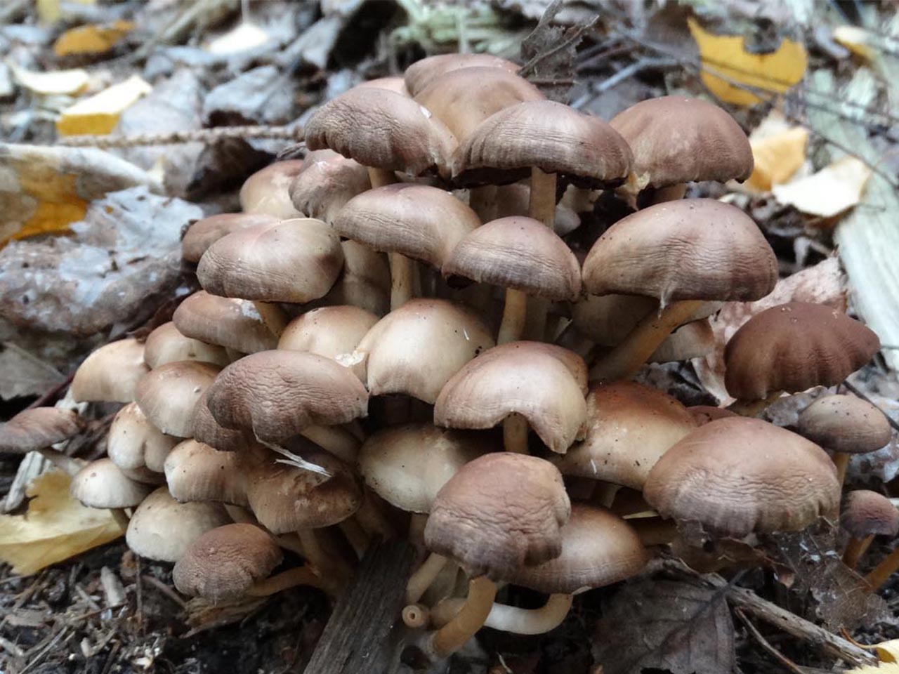 Gymnopus confluens