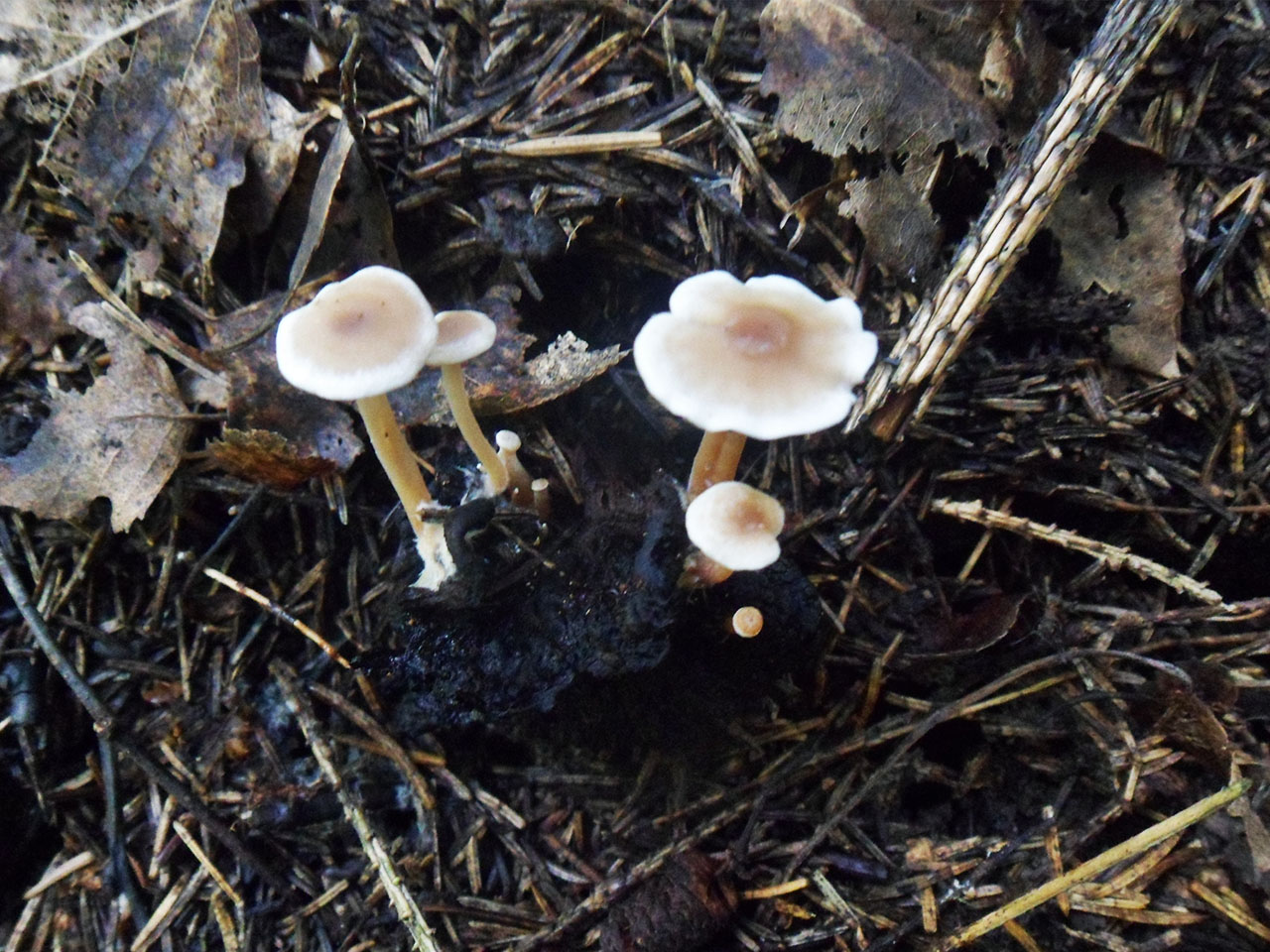 Collybia cirrhata