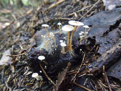 Collybia cirrhata