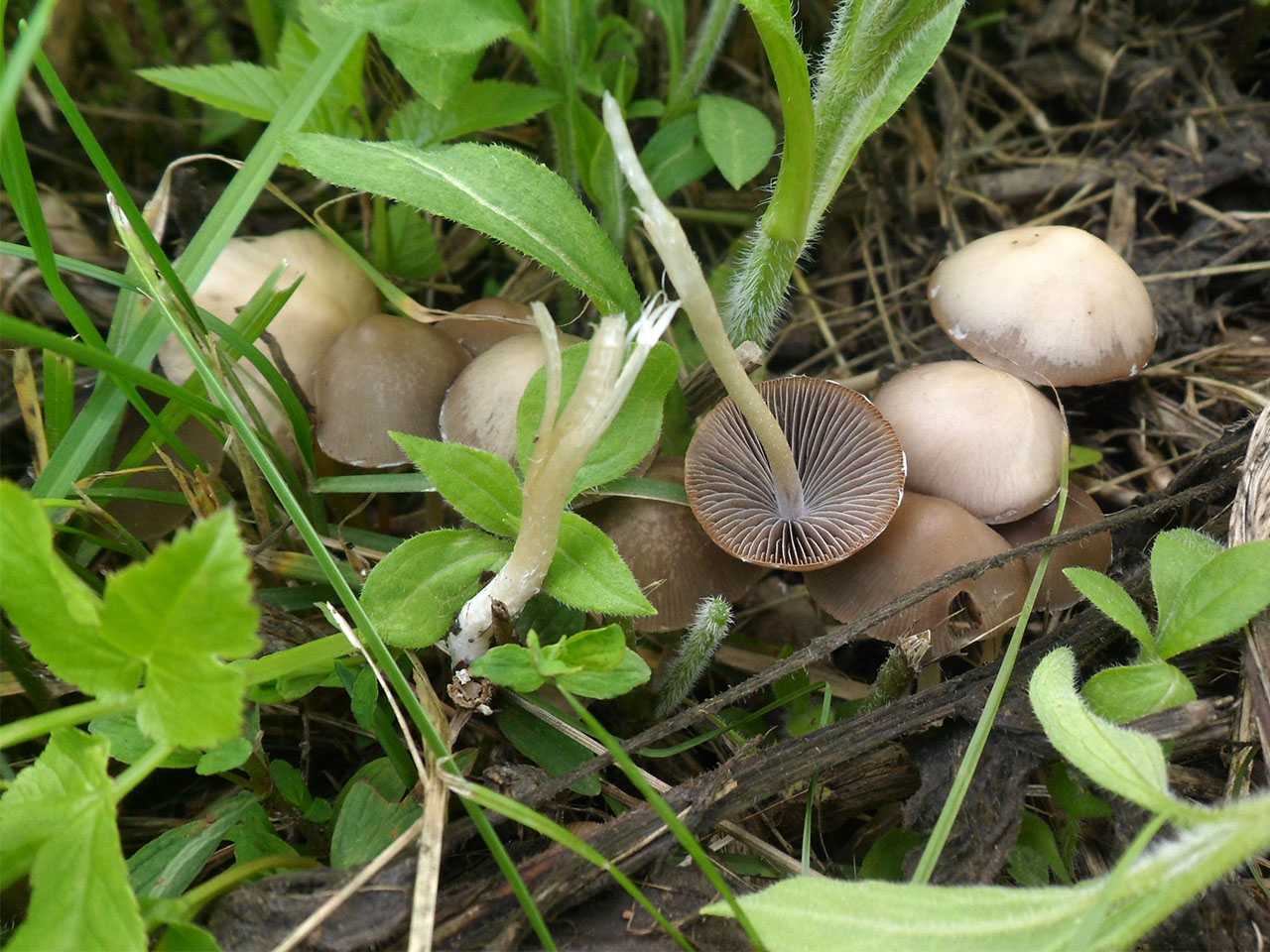 Psathyrella marcescibilis