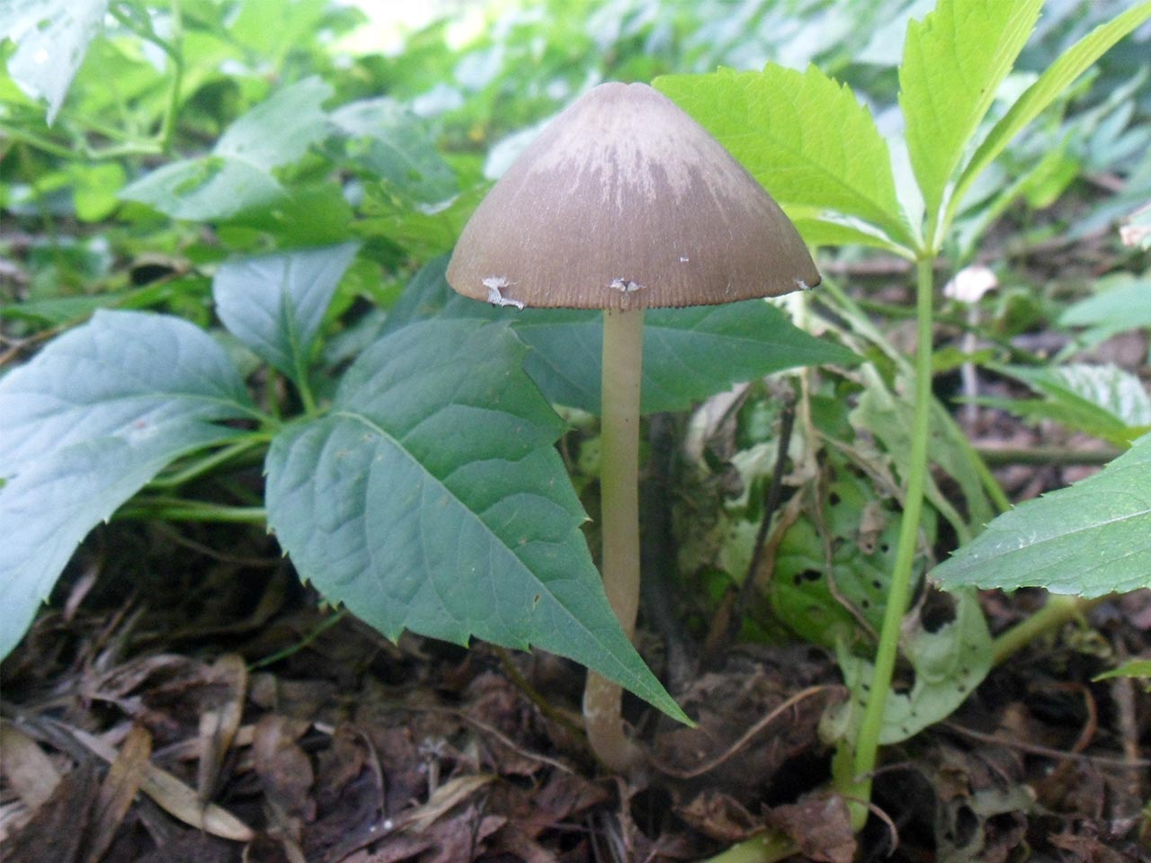Psathyrella marcescibilis
