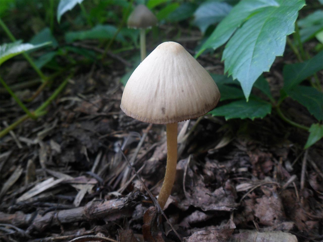 Psathyrella marcescibilis