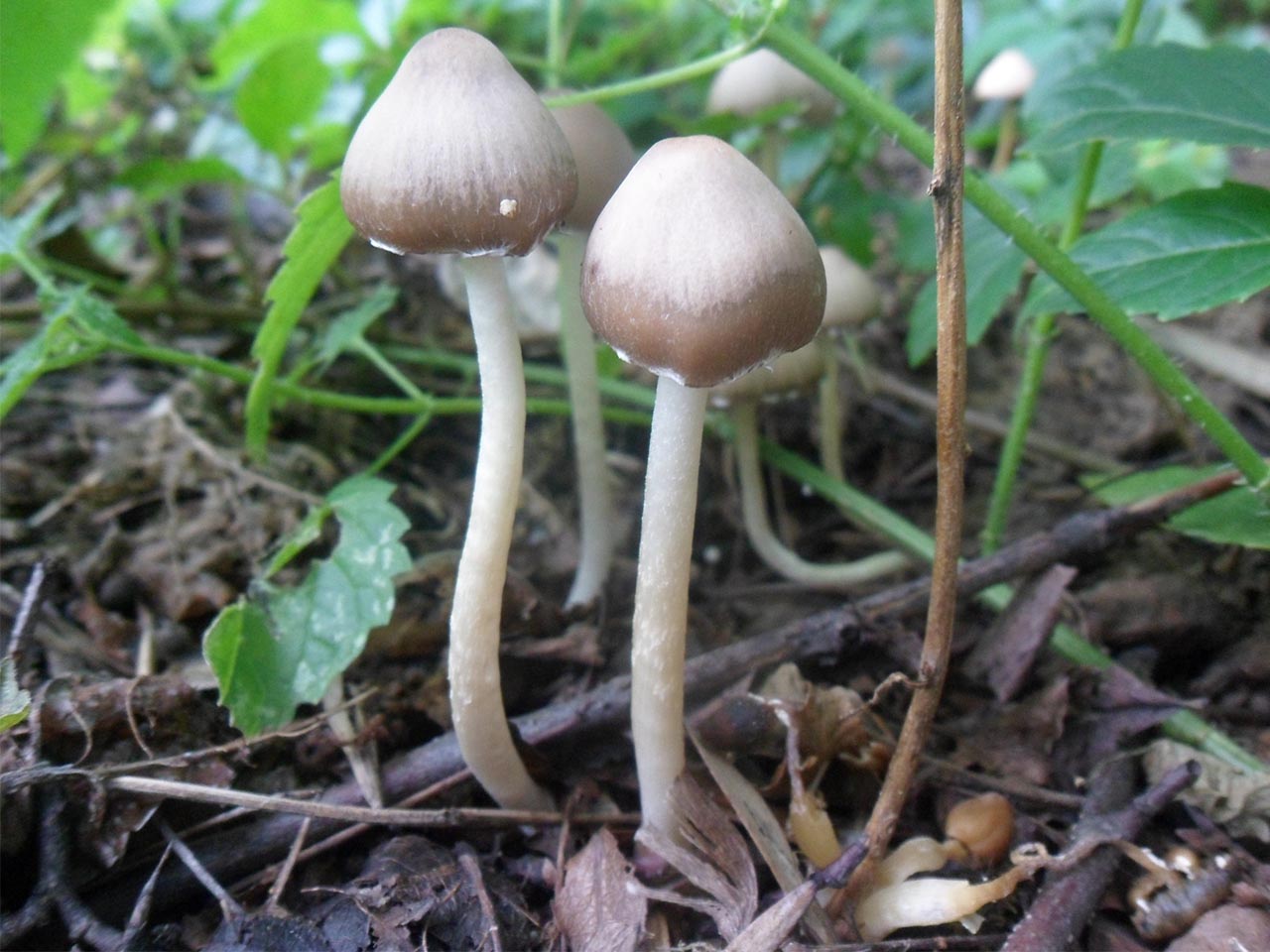 Psathyrella marcescibilis