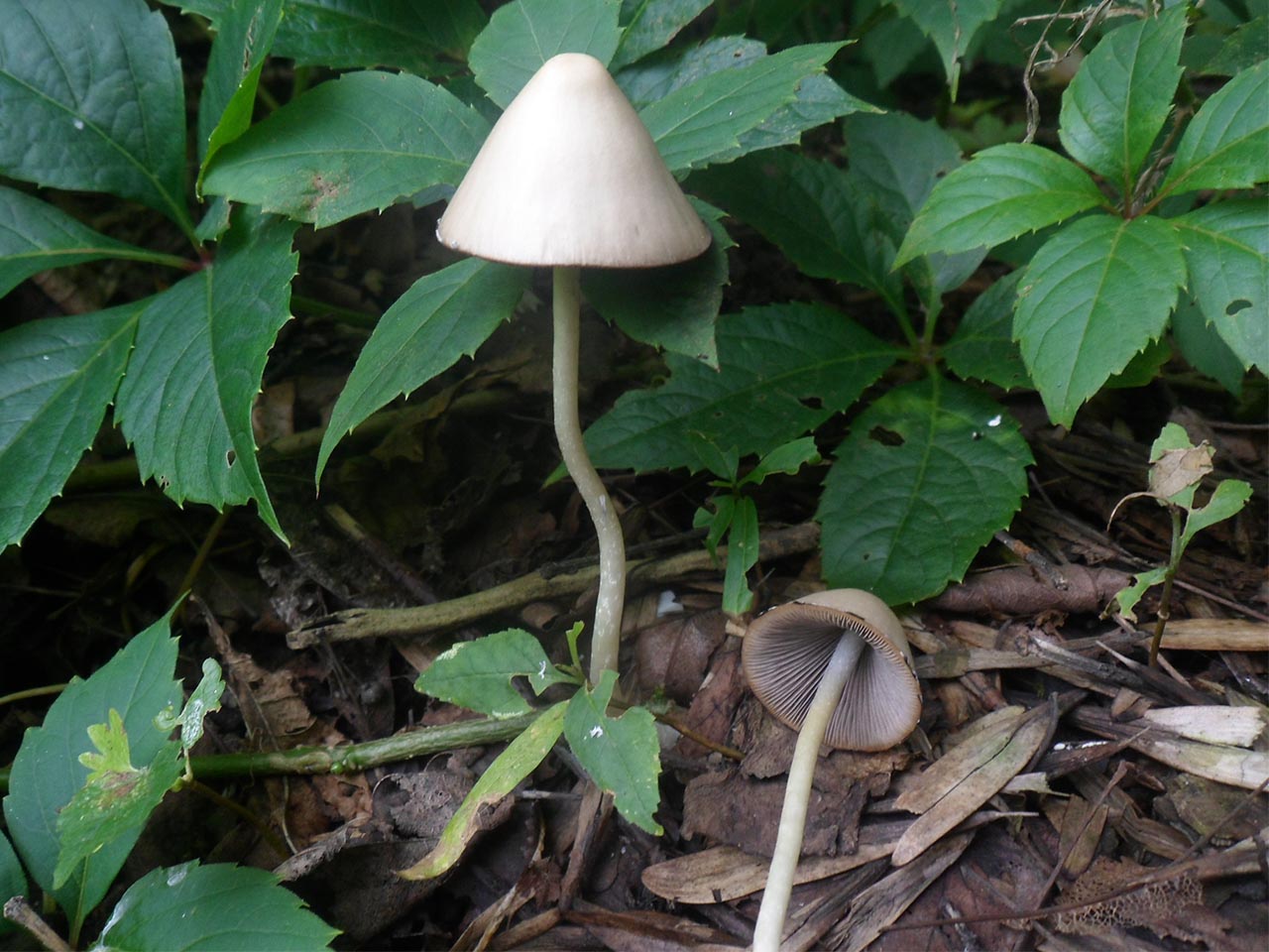 Psathyrella marcescibilis
