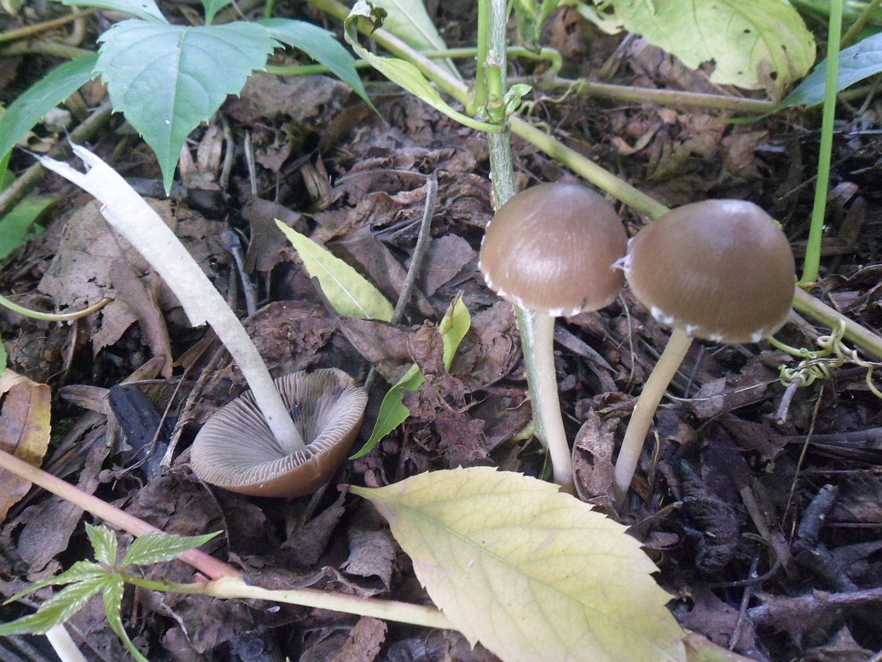 Psathyrella marcescibilis