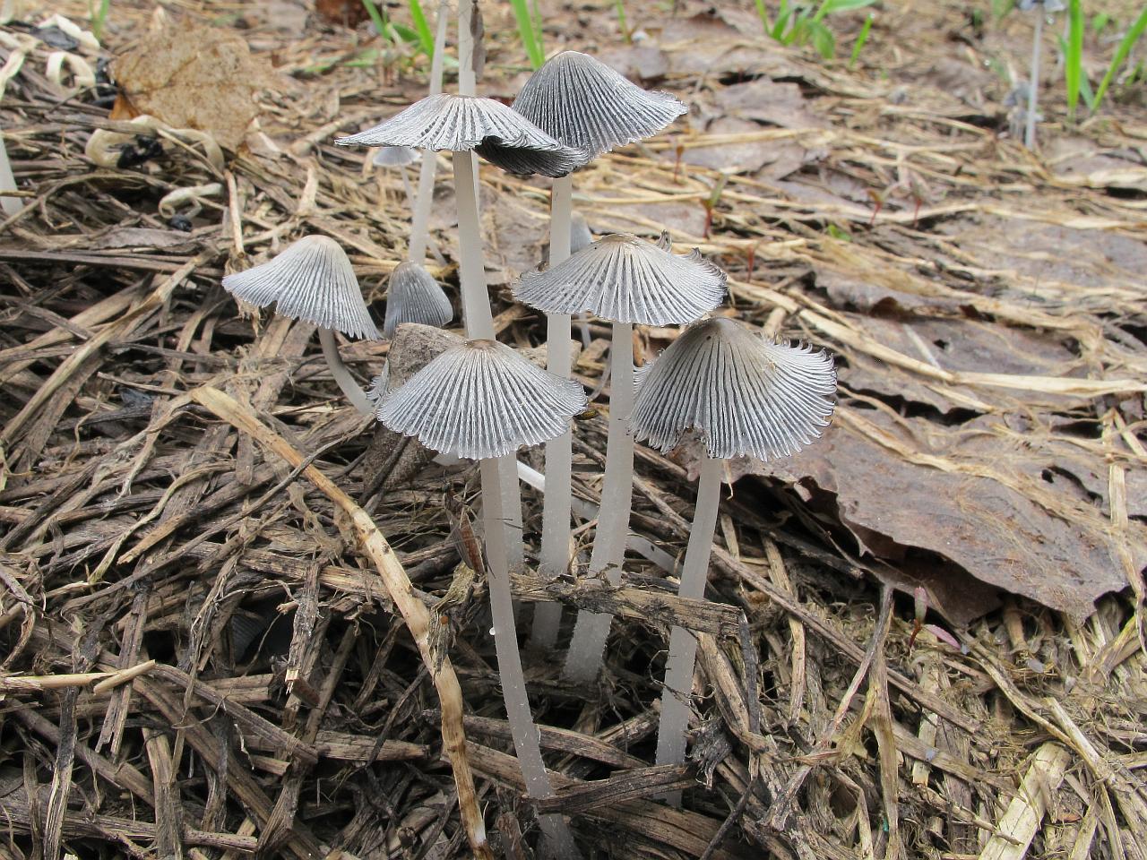 Coprinopsis cinerea