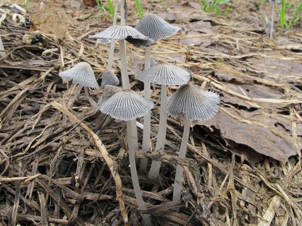 Coprinopsis cinerea