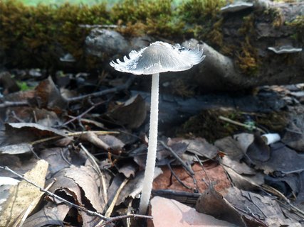 Coprinopsis lagopides