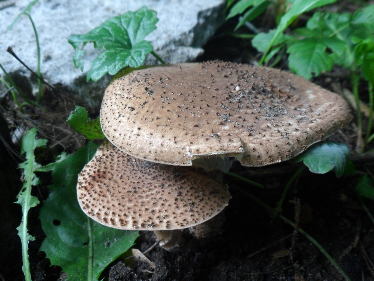 Echinoderma