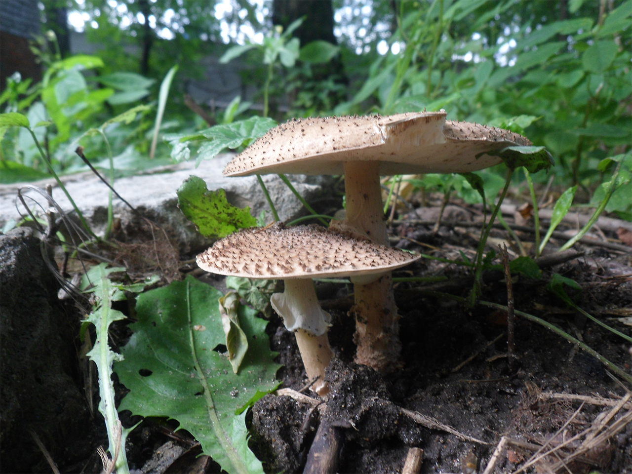 Echinoderma asperum